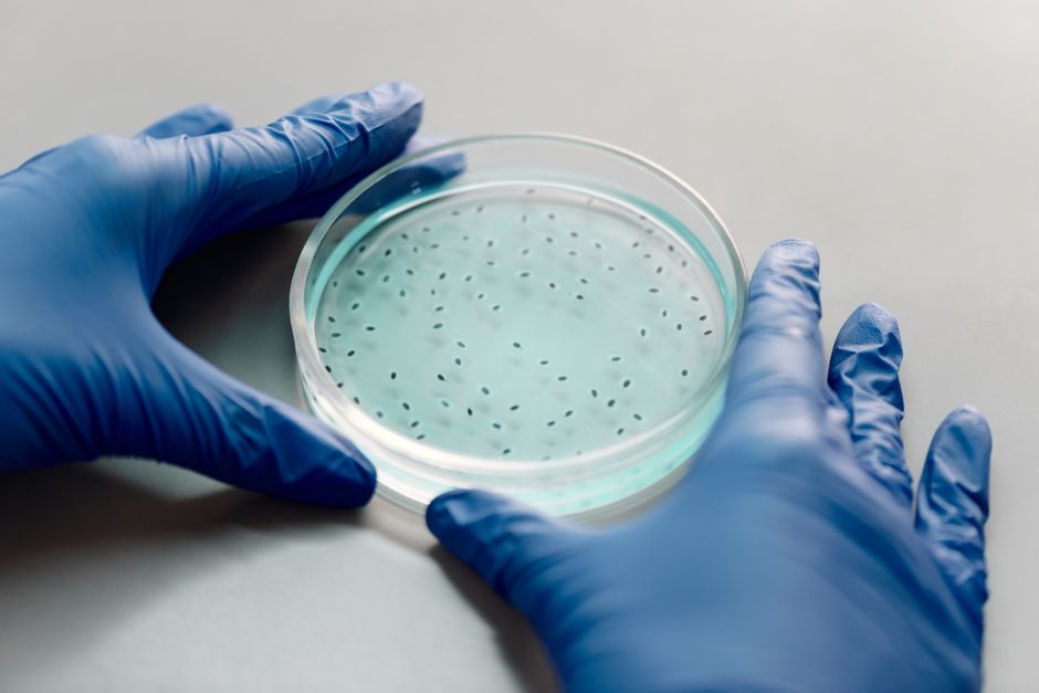 Antibiorésistance, menace sous-estimée